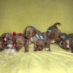 Labradoodle F1