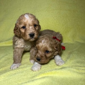 Labradoodle F1