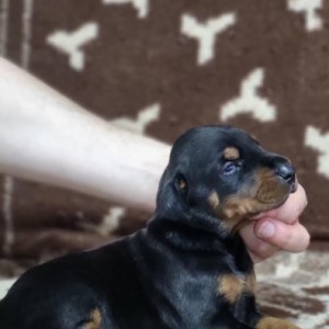 Doberman stenci