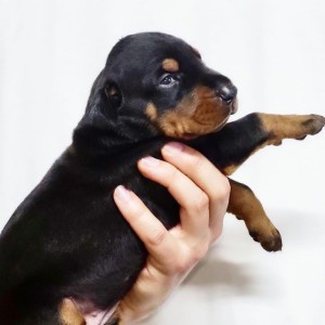 Doberman stenci