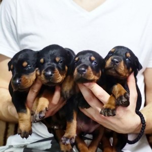 Doberman stenci