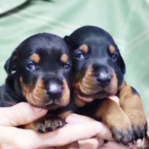 Doberman stenci