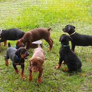 dostupni štenci dobermana