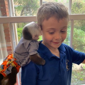 BABY KAPUCINCI ODMAH DOSTUPNI