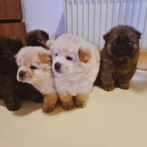Cau Cau (Chow Chow) stenci