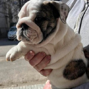 Engleski Buldog