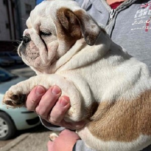 Engleski Buldog