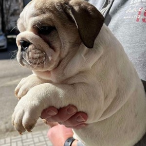 Engleski Buldog