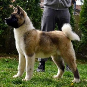Američka Akita štenci