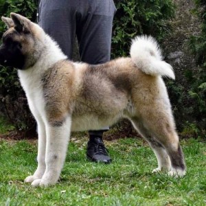 Američka Akita štenci