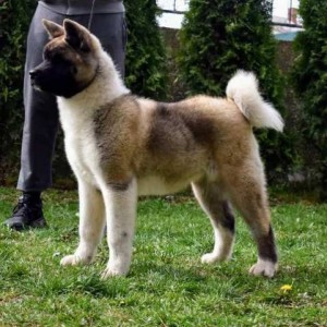 Američka Akita štenci