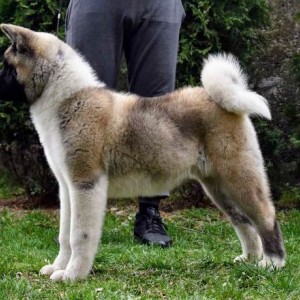 Američka Akita štenci