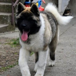 Američka Akita štenci
