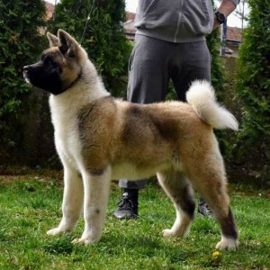 Američka Akita štenci