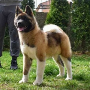 Američka Akita štenci