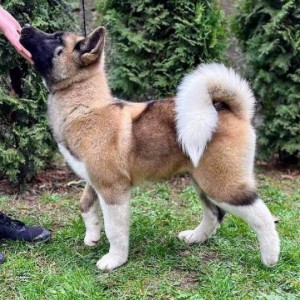 Američka Akita štenci