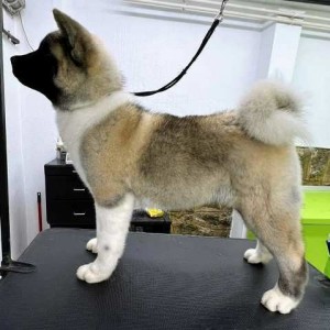 Američka Akita štenci