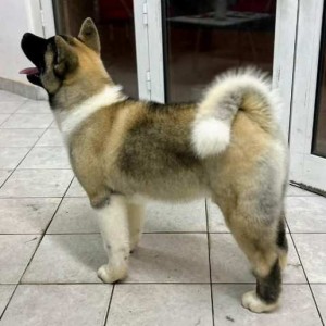 Američka Akita štenci