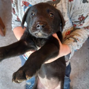 Labrador