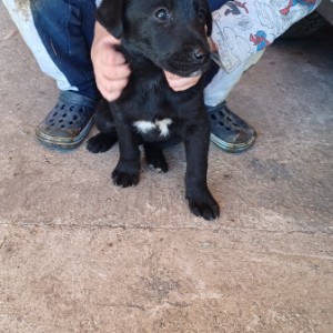 Labrador