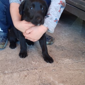 Labrador