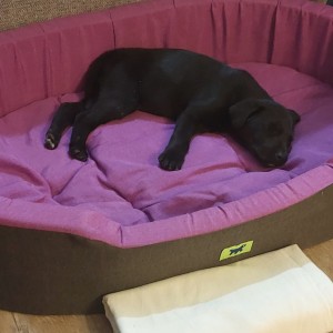 Labrador