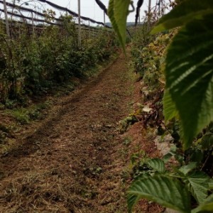 Plantaža-kuća-imanje