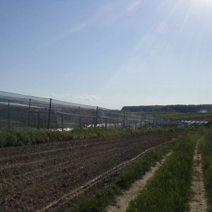 Plantaža-kuća-imanje