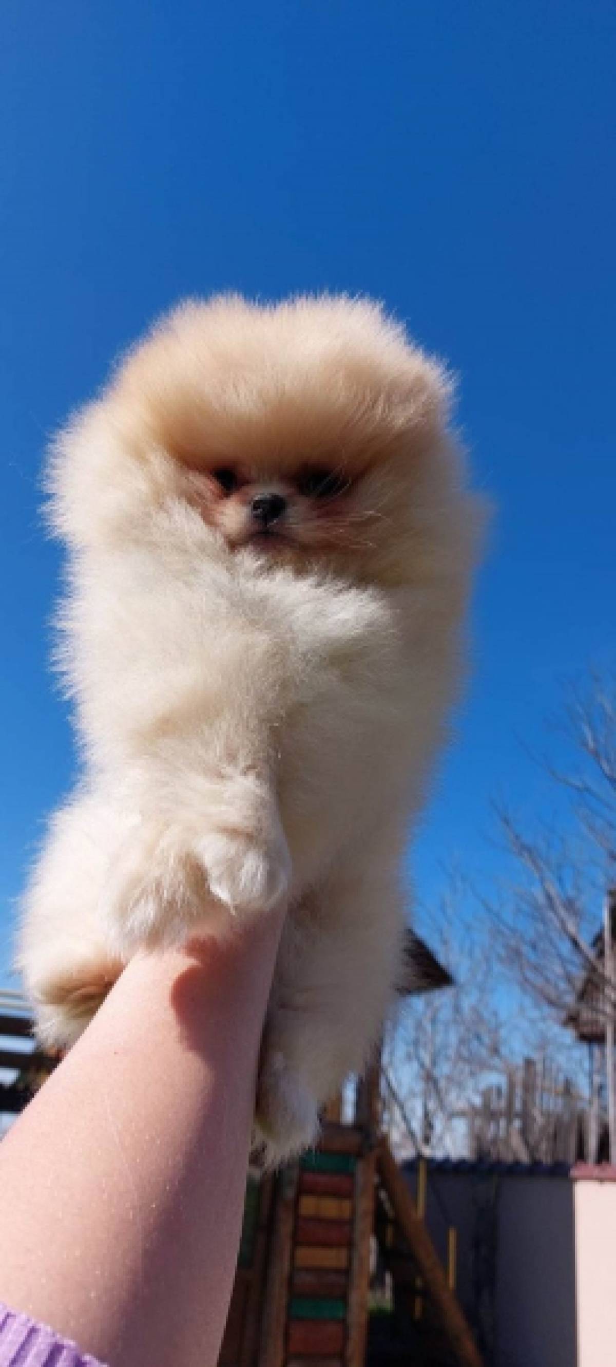 Pomeranac