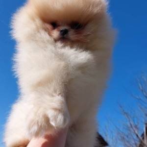 Pomeranac