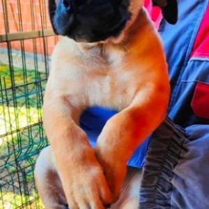 Presa Canario (Dogo Canario) psi