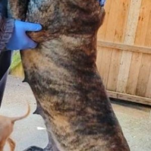 Presa Canario (Dogo Canario) psi