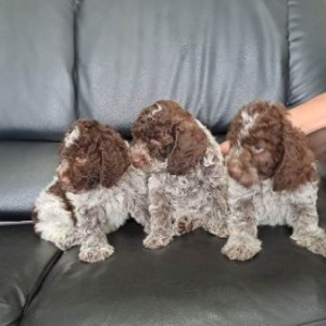 Lagotto Romagnolo štenci