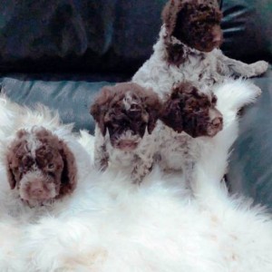 Lagotto Romagnolo štenci