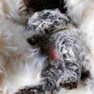 Lagotto Romagnolo štenci