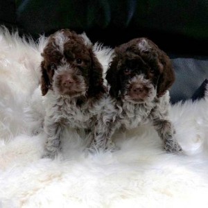 Lagotto Romagnolo štenci