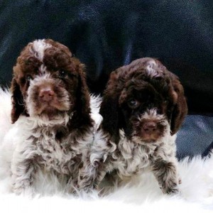Lagotto Romagnolo štenci