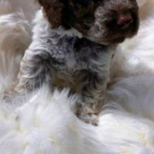 Lagotto Romagnolo štenci