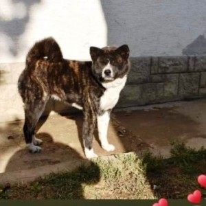 Akita inu ženka