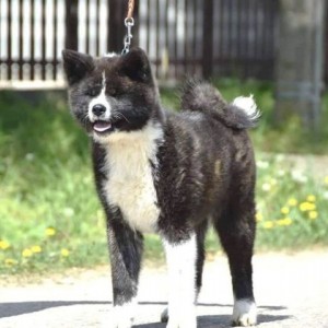 Akita inu ženka