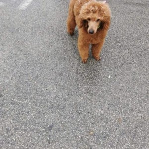 Poodle mini mužjak trazi curu za parenje
