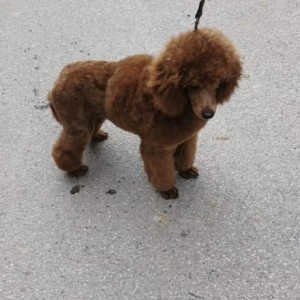 Poodle mini mužjak trazi curu za parenje