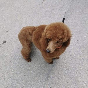 Poodle mini mužjak trazi curu za parenje