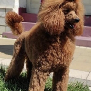 Poodle mini mužjak trazi curu za parenje