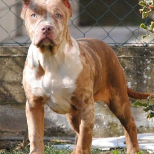 American bully xl