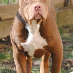 American bully xl