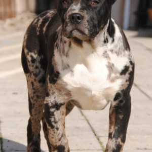 American bully xl