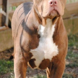 American bully xl