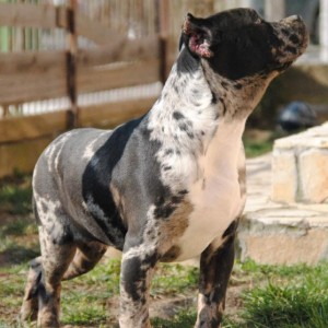 American bully xl