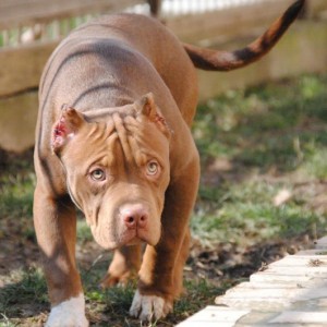 American bully xl